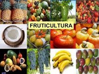 APROVADOS PELA CÂMARA PROJETOS DE INCENTIVO À FRUTICULTURA PARA ANTÔNIO OLINTO.